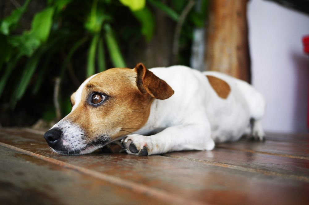 Sintomas y diagnostico