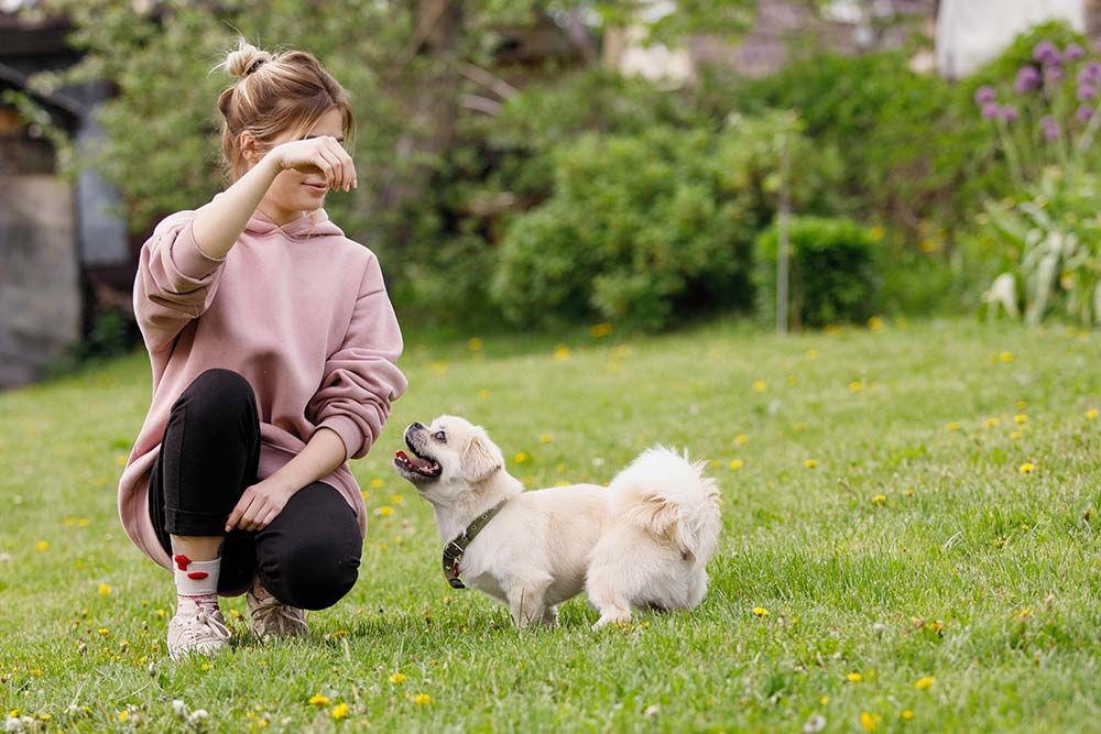 Spaniel tibetano caracter