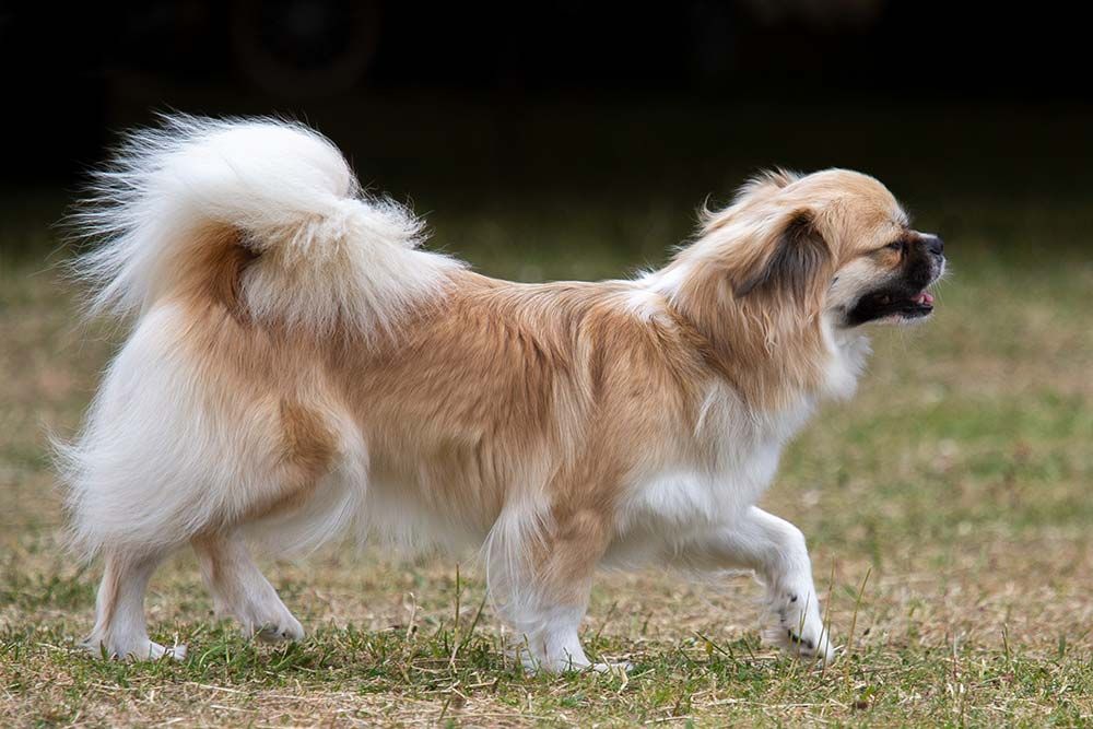 Spaniel tibetano entrenamiento