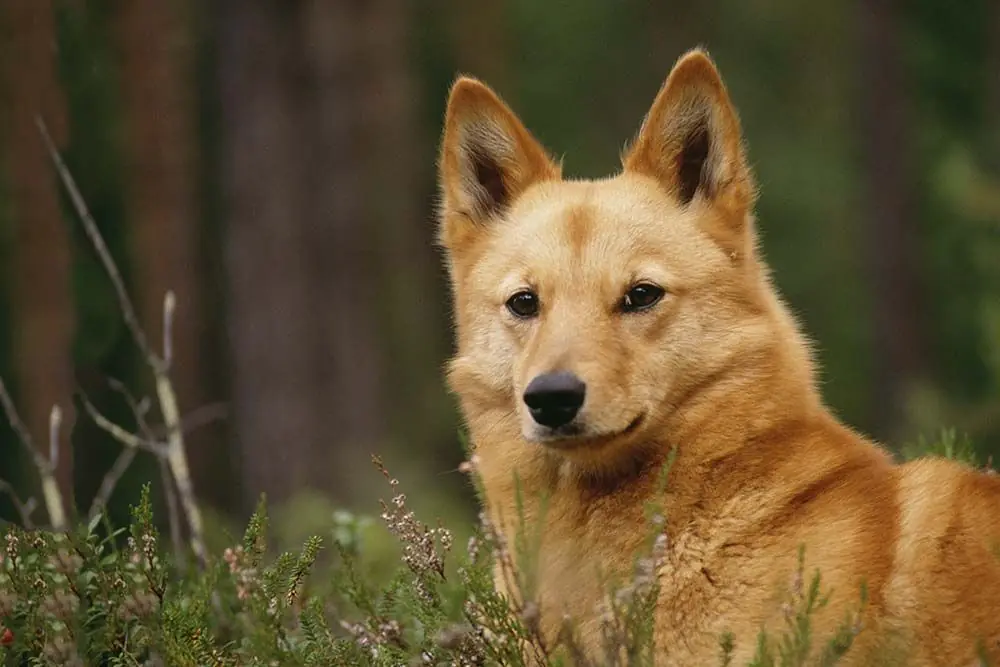 Spitz Finlandés: Descubre las características, cuidados y su educación