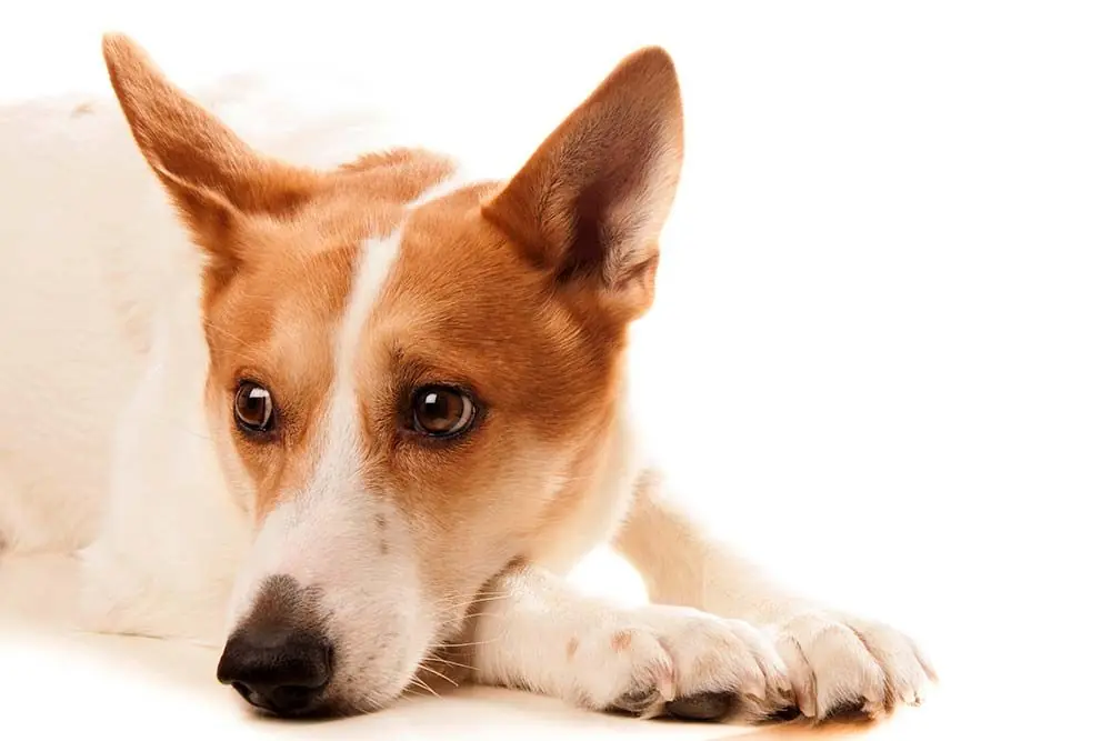 Spitz de norrbotten caracter