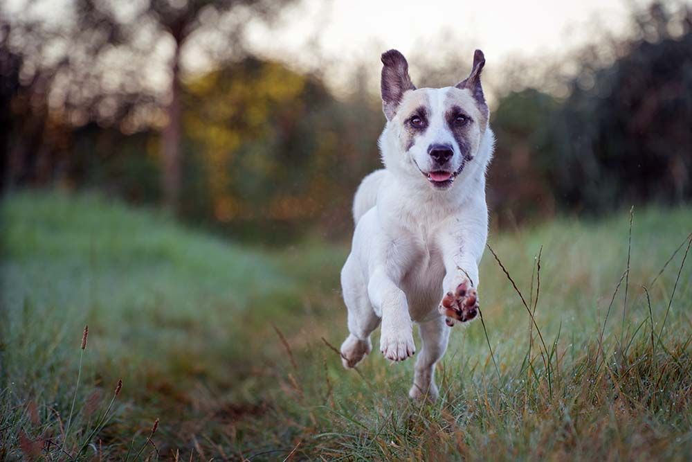 Spitz de norrbotten ejercicio