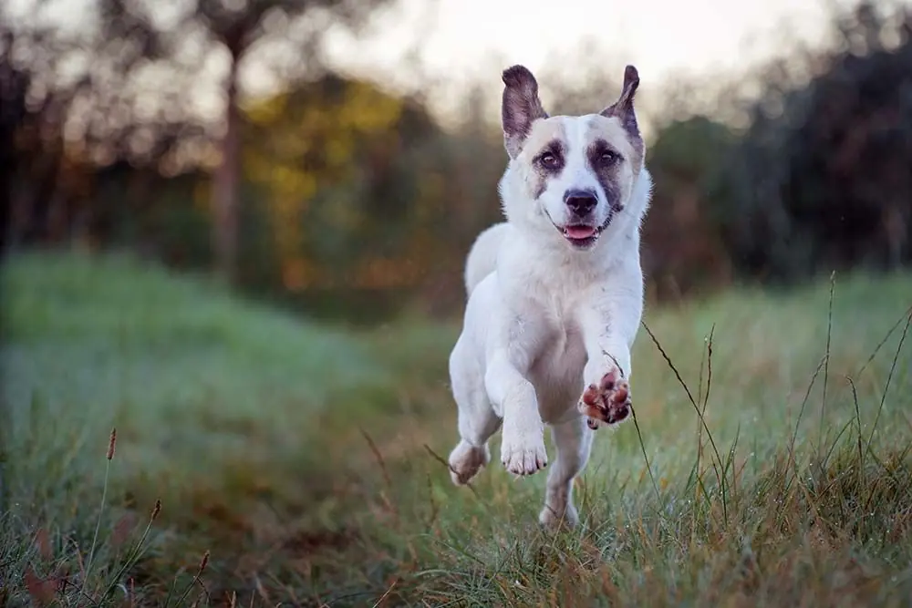 Spitz de norrbotten ejercicio
