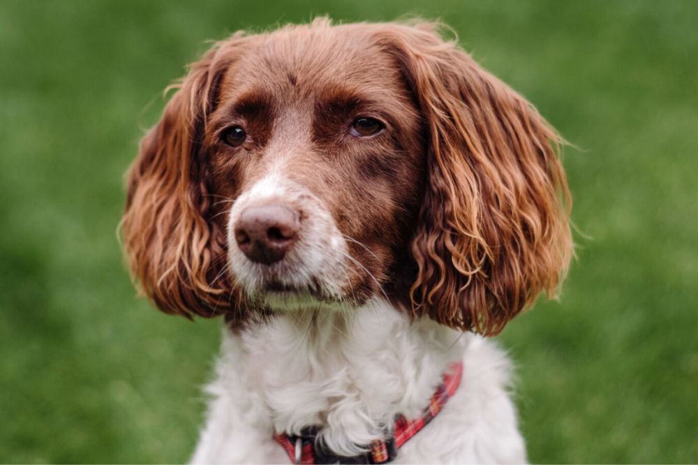 Springer Spaniel