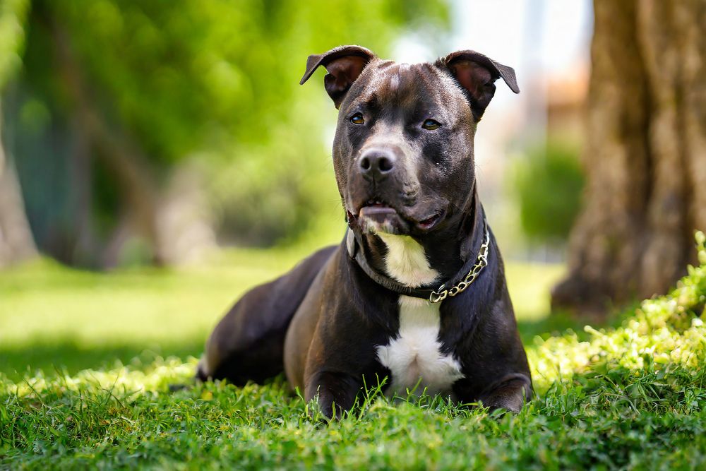 Perro musculoso de tamaño mediano descansando al aire libre