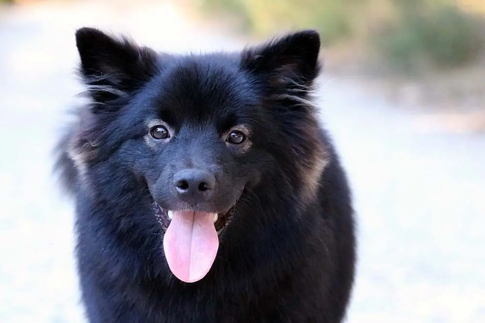 Sueco de laponia caracter