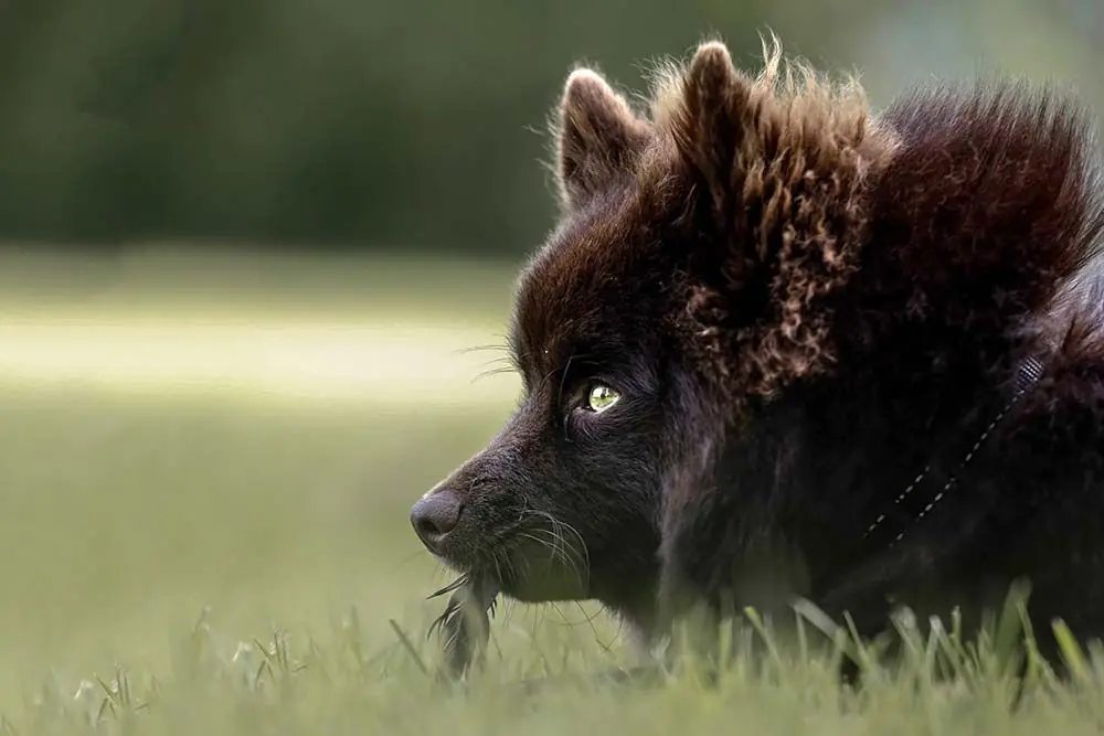 Sueco de Laponia: características, cuidados, alimentación y carácter