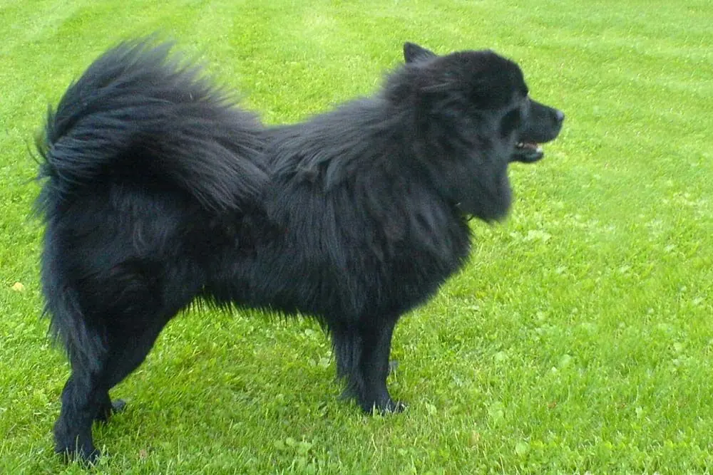 Sueco de laponia problemas comunes