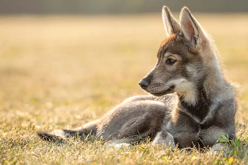 Tamaskan: Descubre las características, carácter, cuidados y salud de esta raza