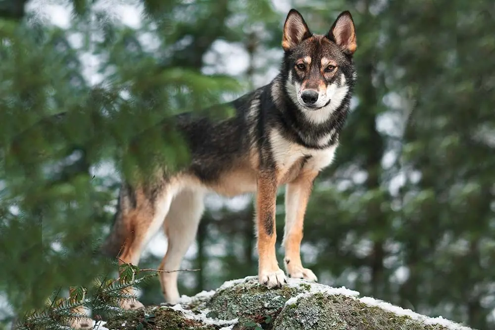 Tamaskan socializacion entrenamiento