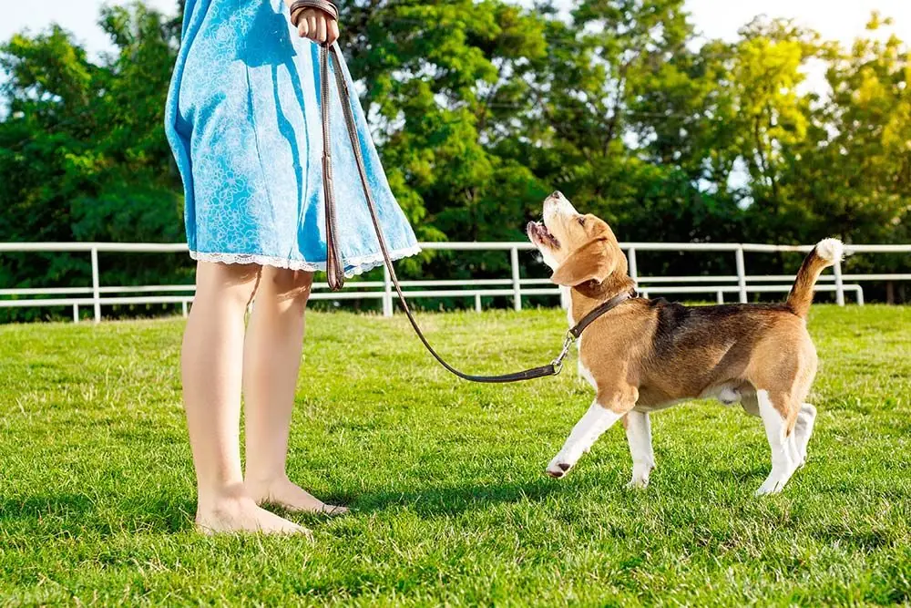 Tecniche di allenamento guinzaglio