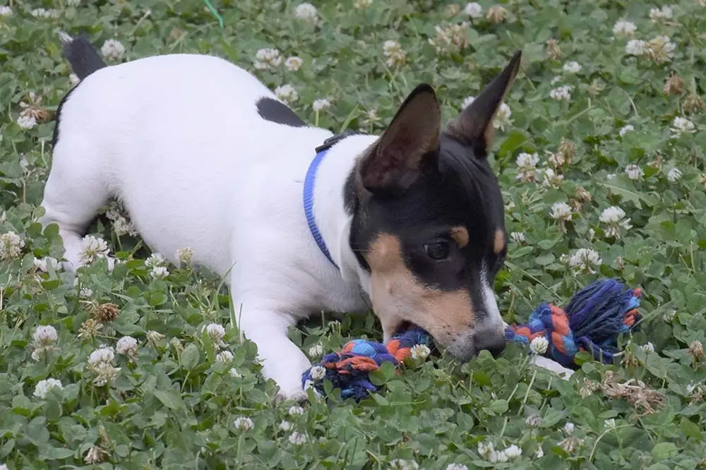 Teddy Roosevelt terrier caracter