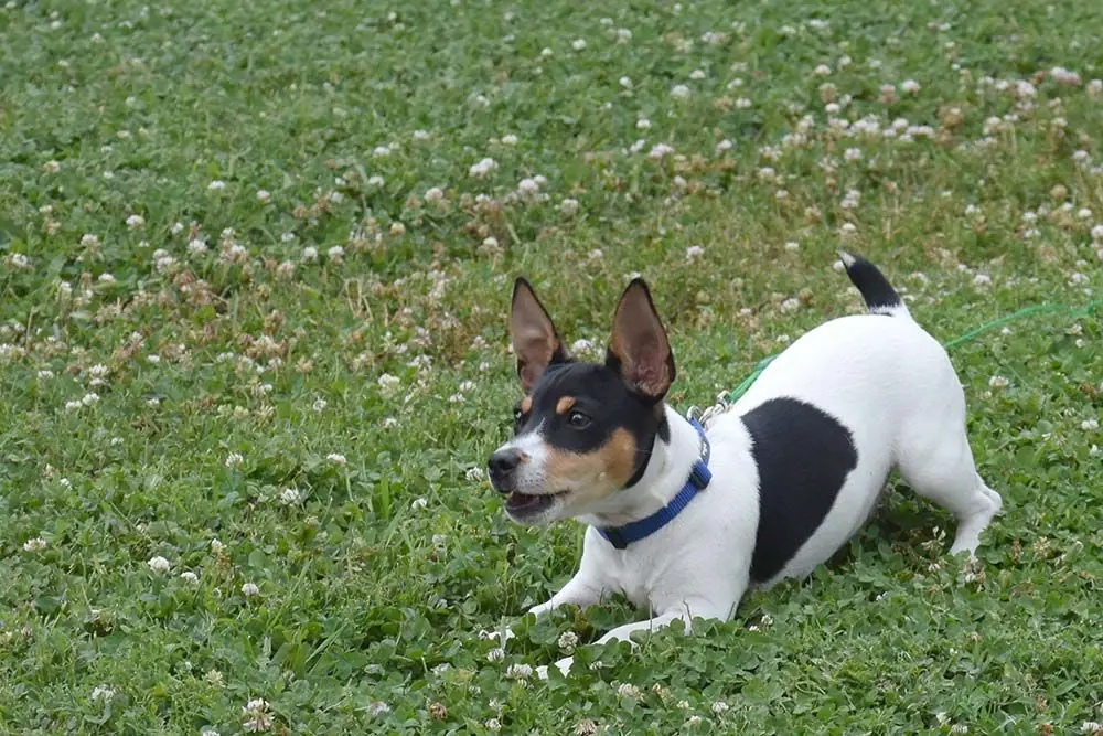 Teddy Roosevelt Terrier: características, cuidados, alimentación y carácter
