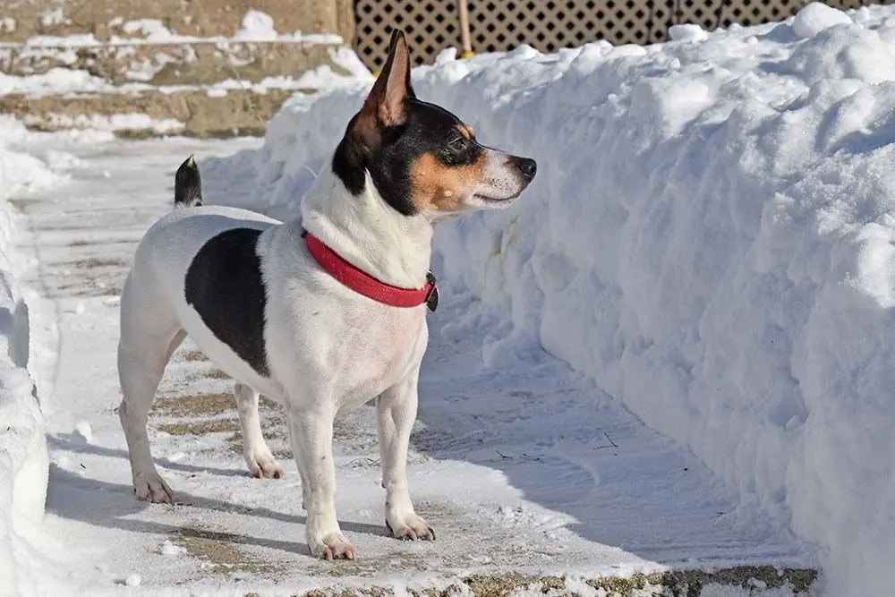 Teddy Roosevelt terrier problemas comunes