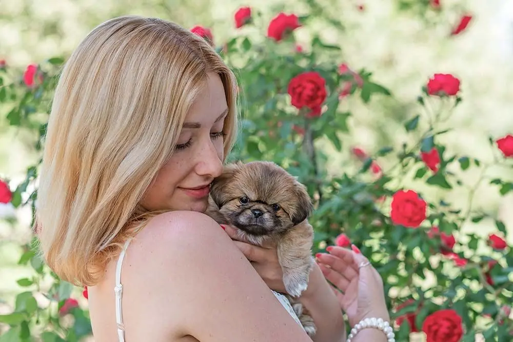 Temperamento cane di pechino
