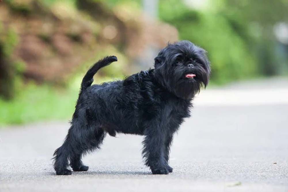 Temperamento del Affenpinscher