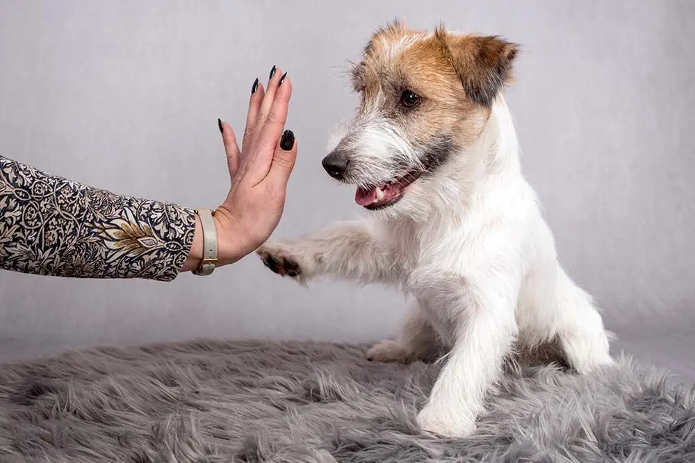 Temperamento del Jack Russell Terrier