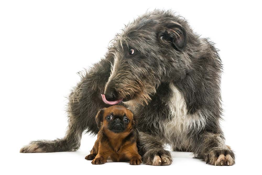 Temperamento del Lebrel scozzese