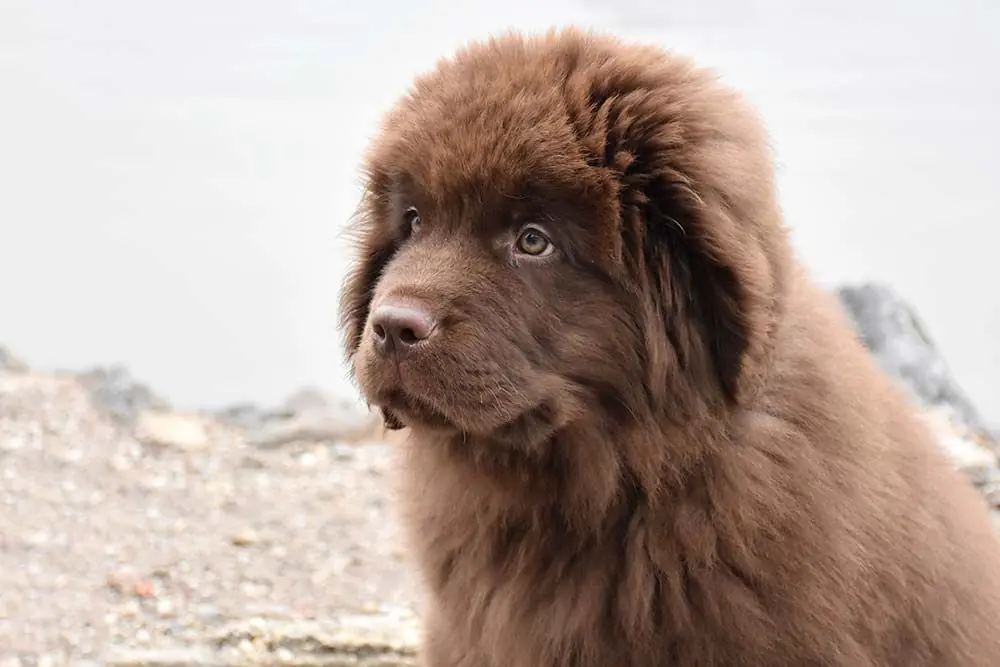 Il cane Terranova: caratteristiche, cura, alimentazione e carattere