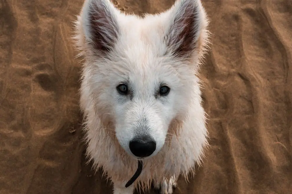 Terrier Norfolk ()