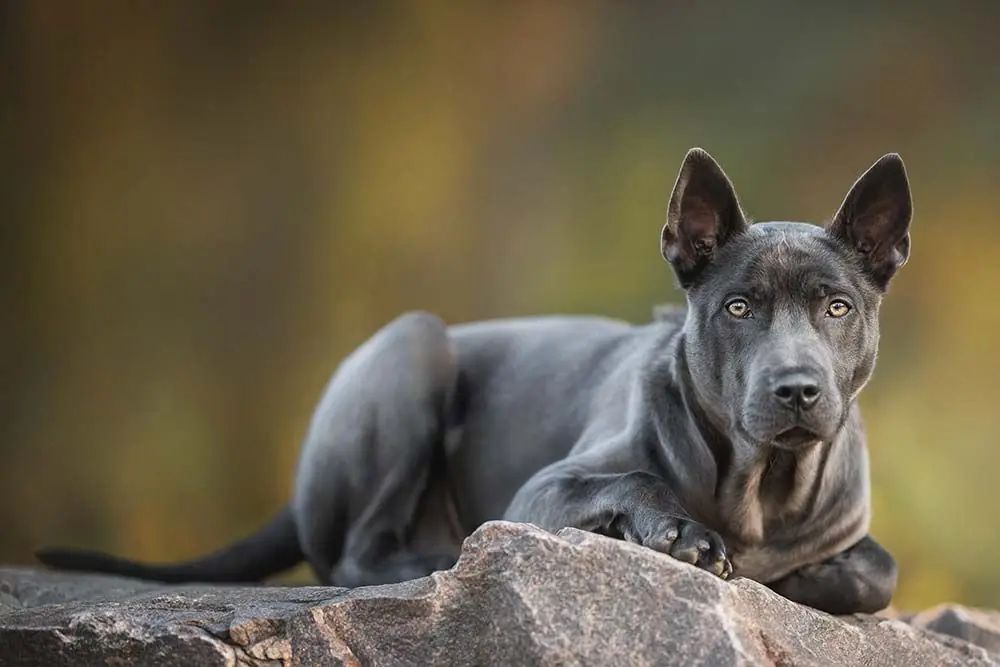 Thai Ridgeback: Descubre las características, carácter y salud de esta raza de perros