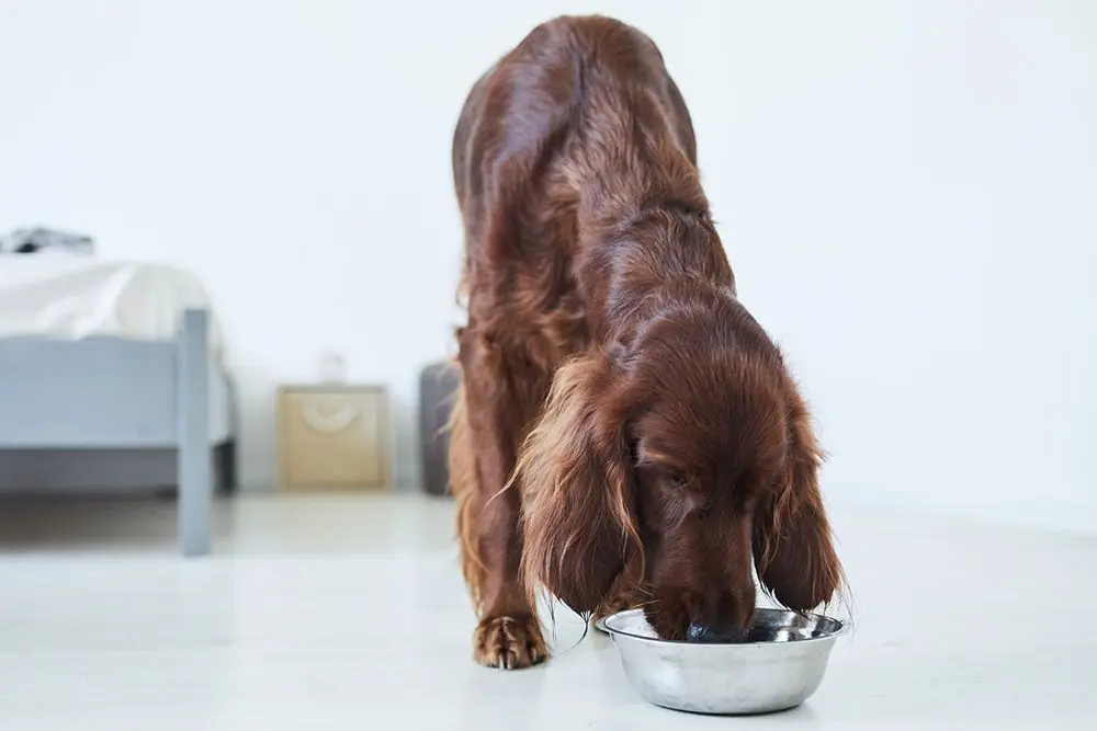 Tout Savoir sur les Croquettes pour Chien