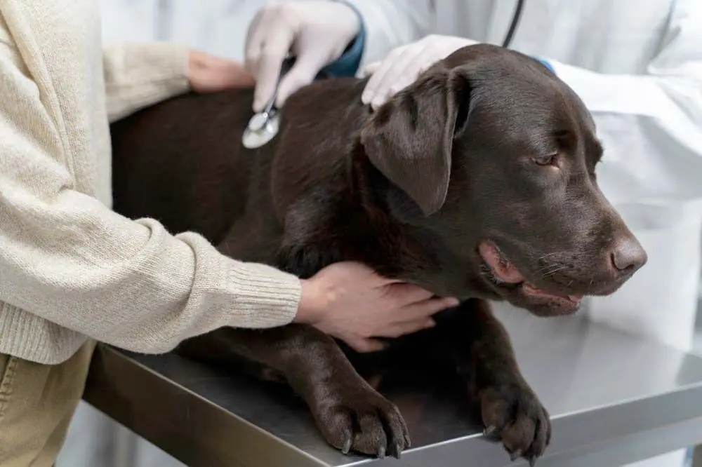 Toxoplasmosi Quali sintomi possono presentare cani