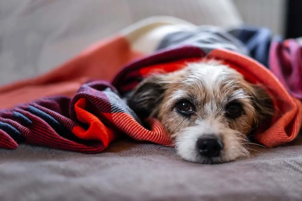 Toxoplasmosi nei cani: sintomi, trattamento e diagnosi