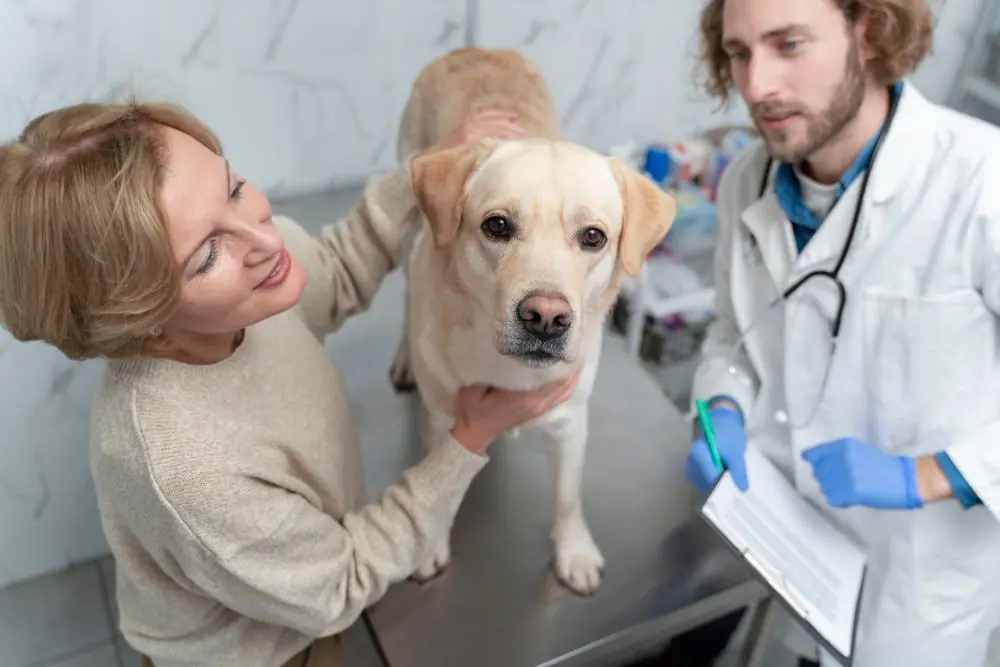 Traitement de la leptospirose chez les chiens