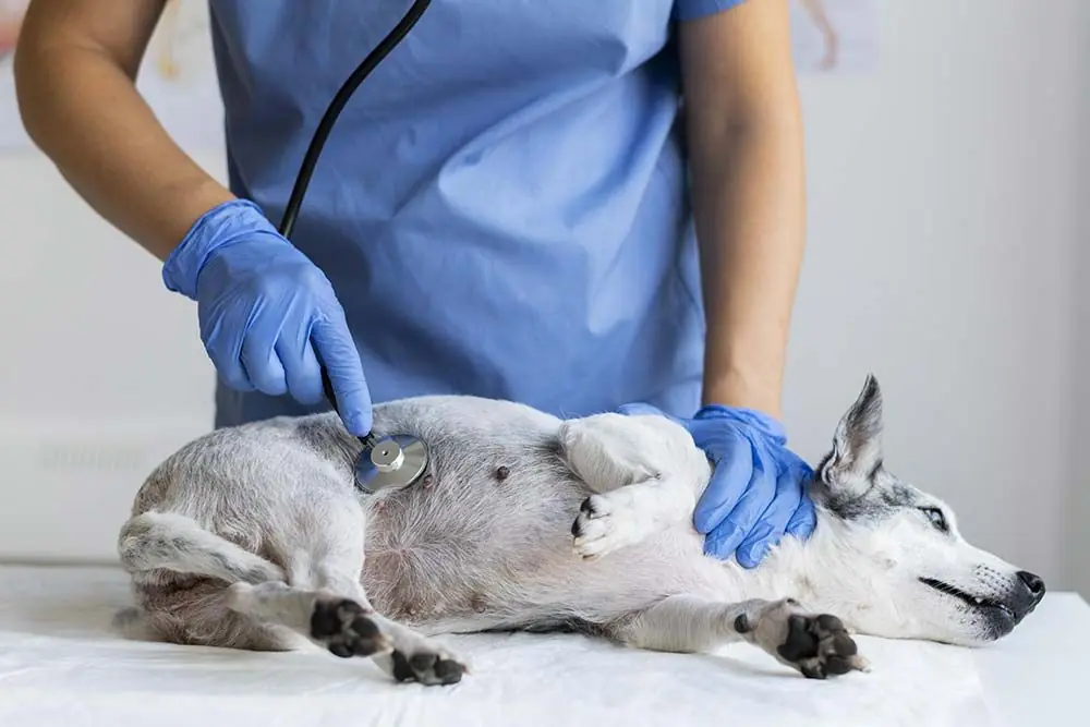 Trattamenti per combattere parassiti intestinali dei cani