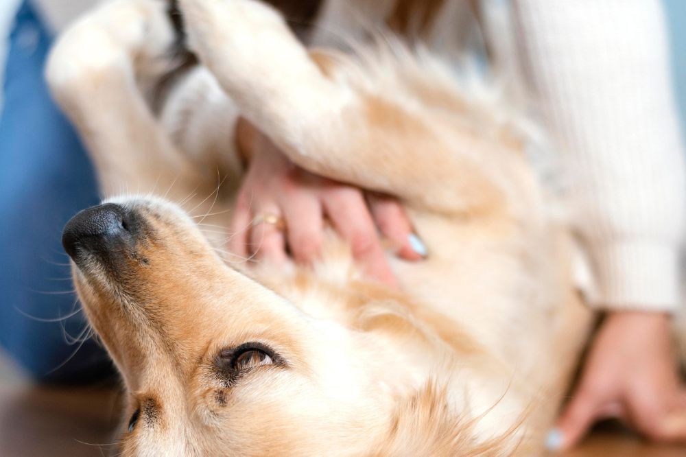 Trattamento della Torsione gastrica