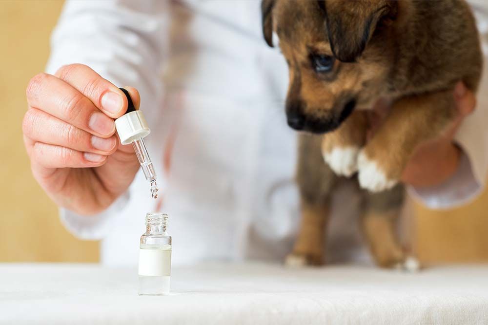 Trattamento della leptospirosi canina