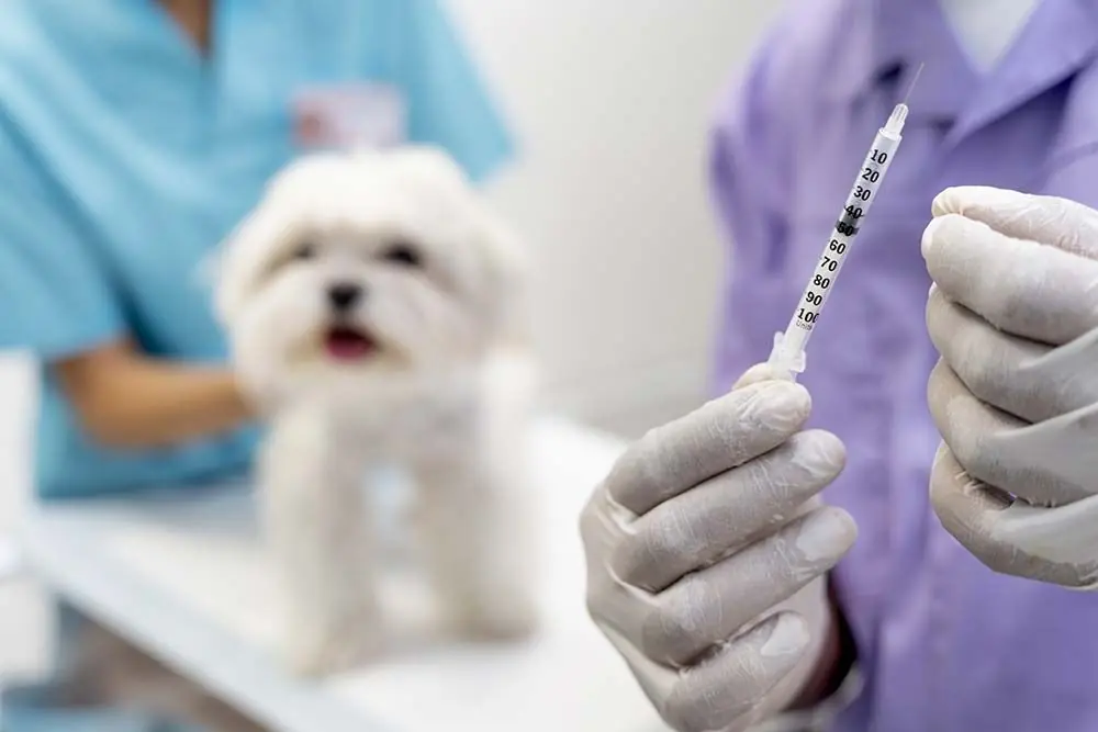 Trattamento della toxoplasmosi nei cani