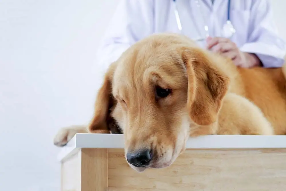 Tumori nei cani: Tipi, sintomi e trattamento