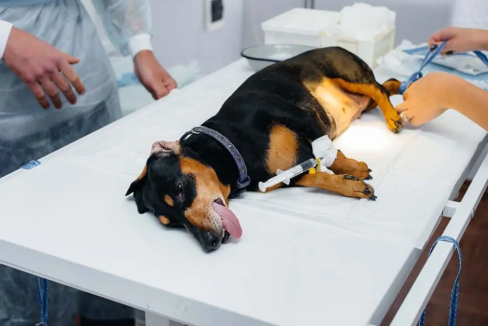 Tumori nei cani maligni