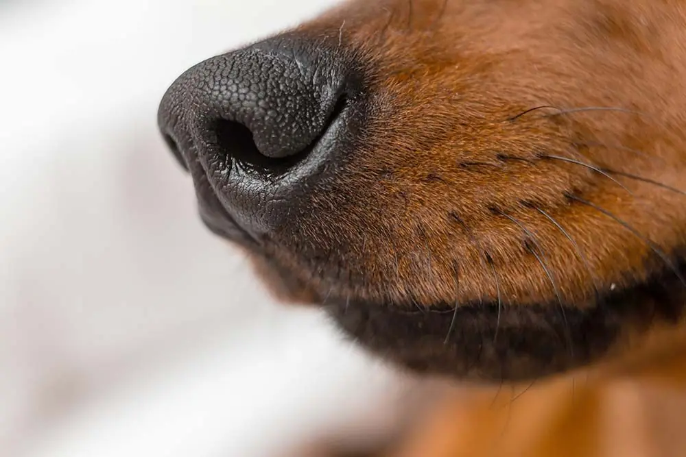 Tutto sul tumore naso cane: importanza di una diagnosi precoce