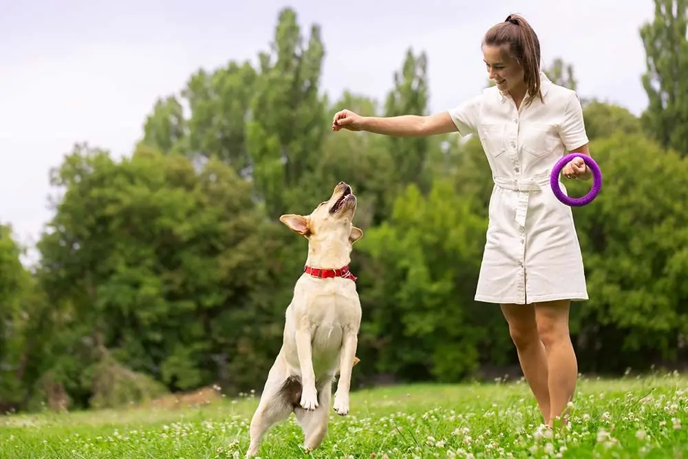 Usa refuerzo positivo