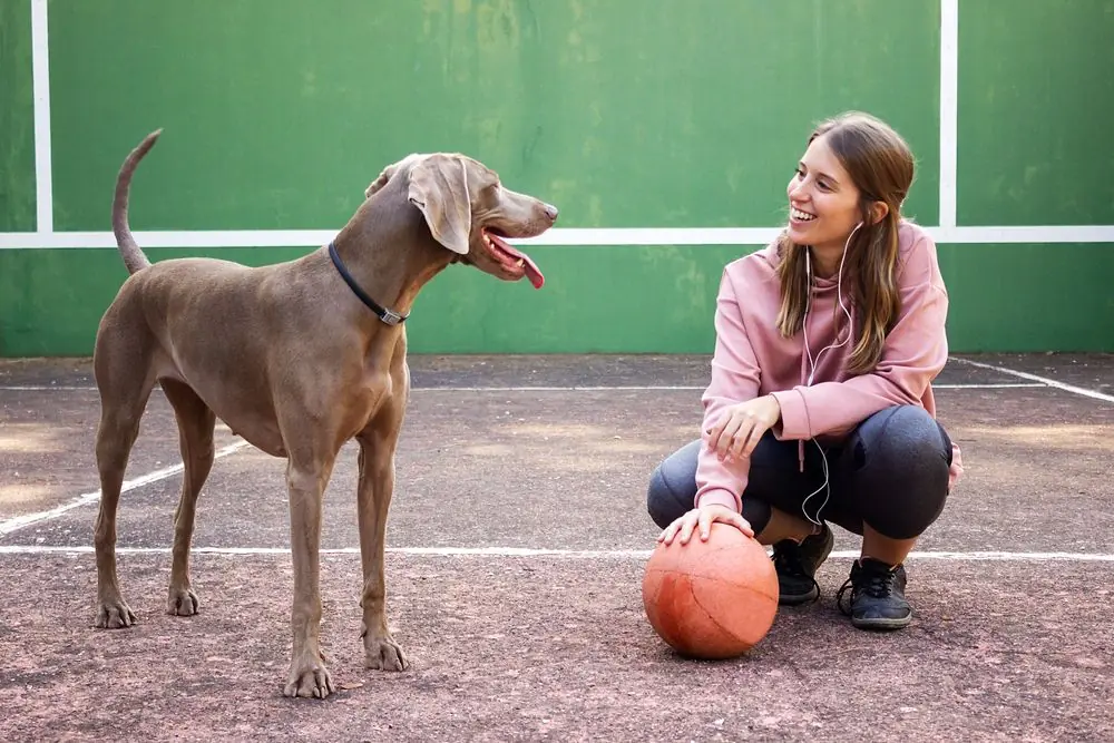Weimaraner y su dueña listos para jugar.