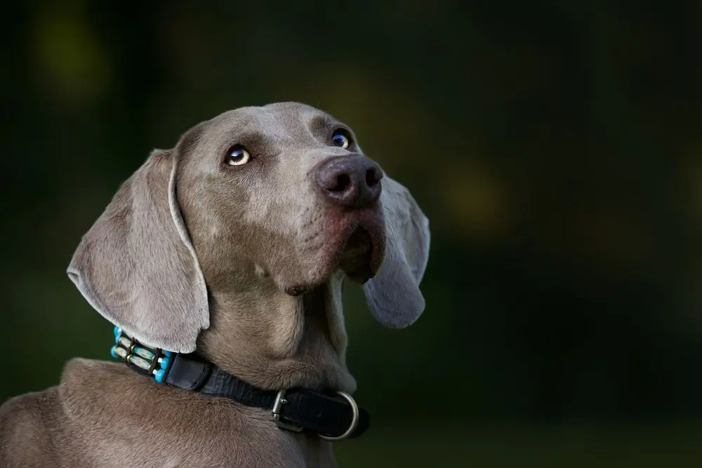 Weimaraner observando el cielo.
