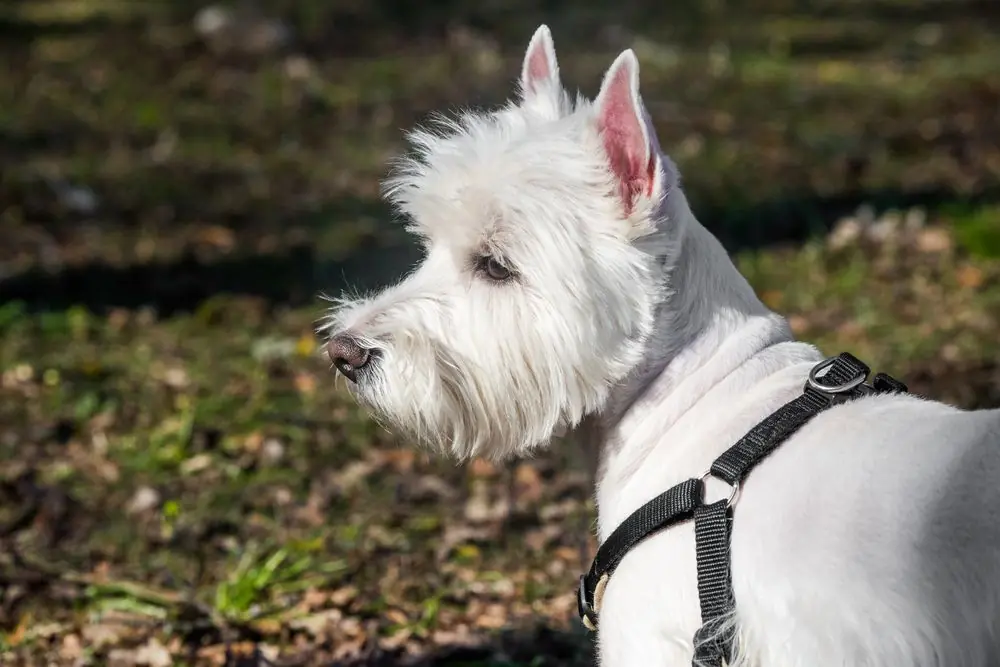 Westie con arnés disfrutando al aire libre.