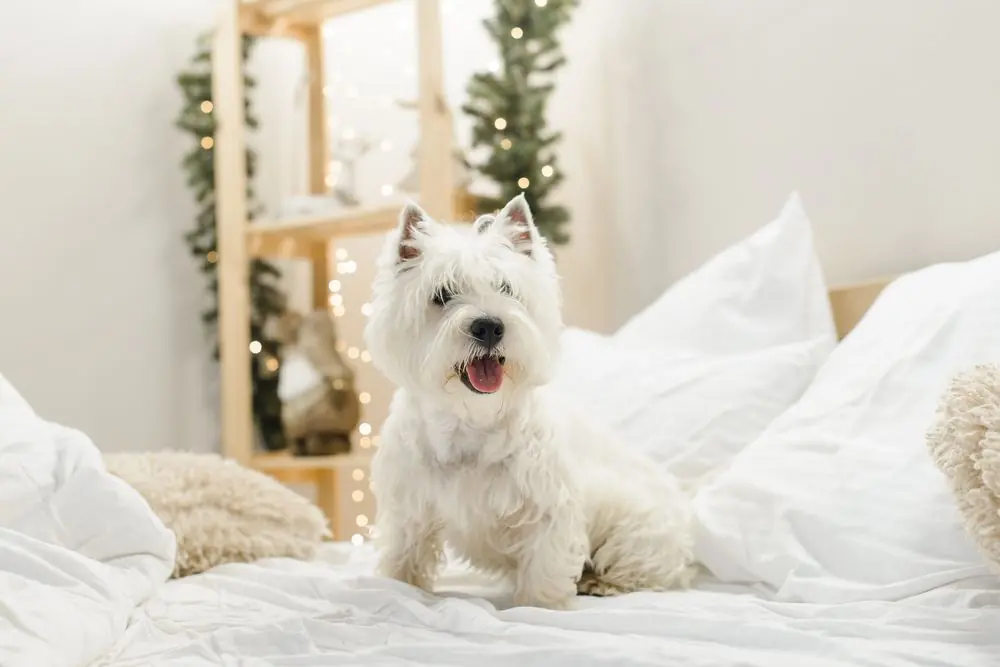 Westie descansando en una cama blanca.