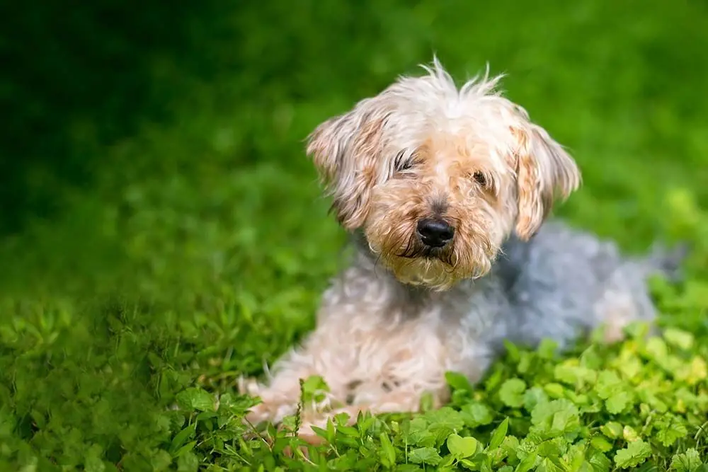 Yorkie Poo o Yorkipoo: características, cuidados, alimentación y carácter
