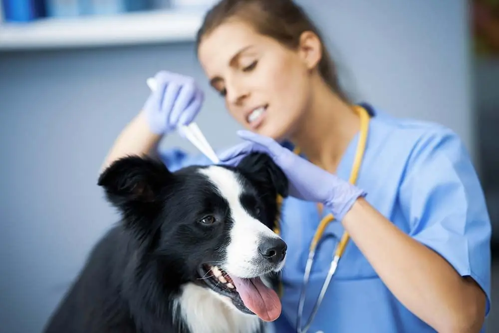 Zecche nei cani: malattie, sintomi e prevenzione