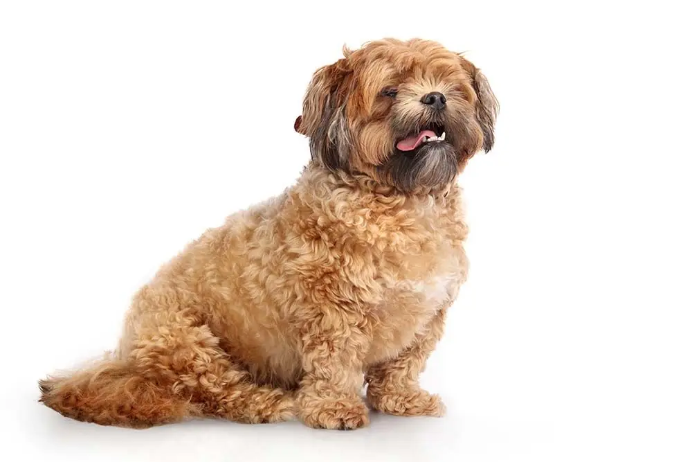 Zuchon o shichon caracter