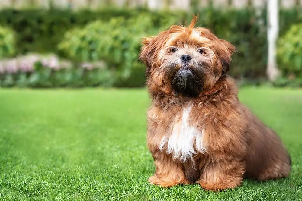 ZUCHÓN o shichón: características, cuidados, alimentación y carácter