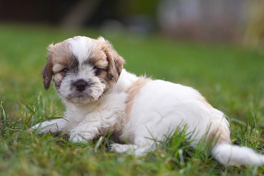 Zuchon o shichon problemas mas comunes