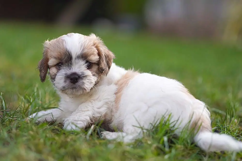 Zuchon o shichon problemas mas comunes