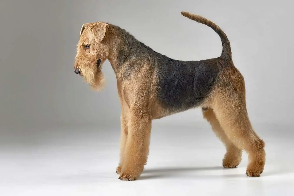 airedale terrier Quali cure non dovresti trascurare