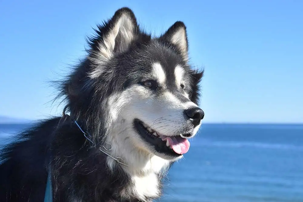 Alaskan Malamute dog o Alaskan Malamute: caratteristiche, cura, alimentazione e carattere