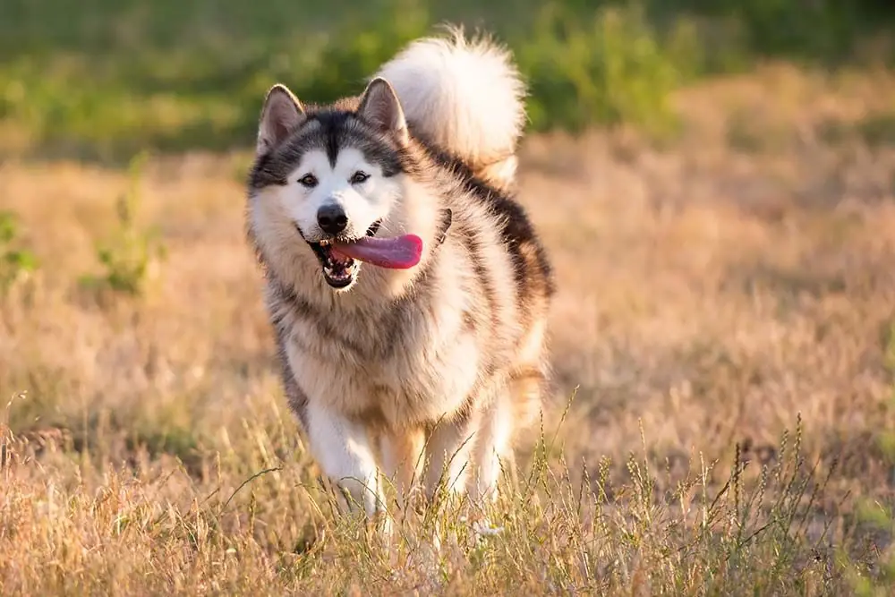 alaskan malamute caratteristiche e personalita